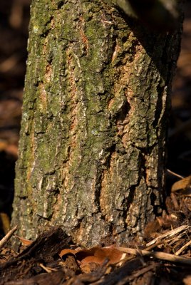 Quercus castaneaefolia 'Green Spire' - dub kaštanolistý - kůra